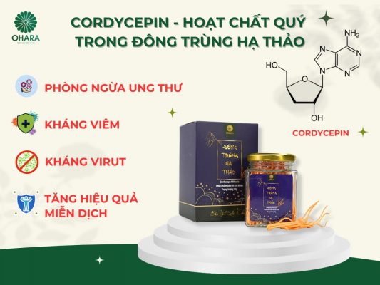 Công dụng của Đông trùng hạ thảo sấy thăng hoa